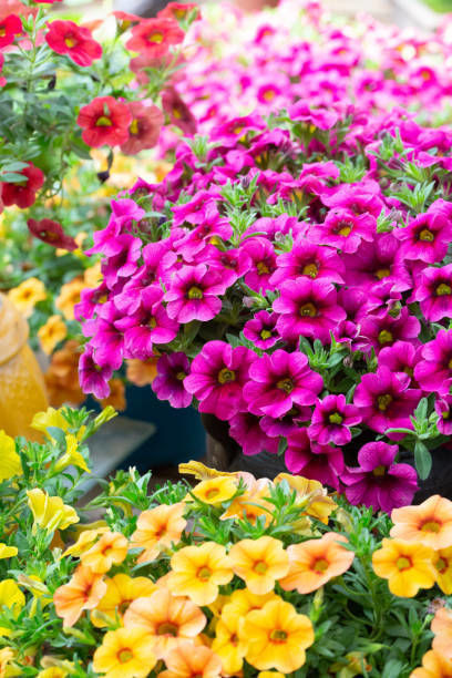 Arrosage des fleurs et massifs communaux